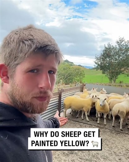68K views · 1.9K reactions | Why do sheep get painted yellow?  | Sean The Sheepman | Facebook