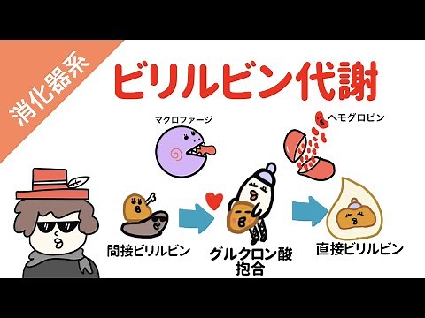 ビリルビン代謝と腸肝循環