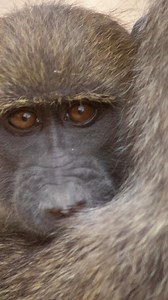 🖤 They Deserve Better. 🐒 Baboons are some of the most misunderstood and mistreated animals on this planet. Intelligent, emotional, and deeply social, they live in complex family groups, care for their young, and feel pain, just like we do. 🕊️ Yet around the world, they’re hunted, caged, used in cruel lab experiments, and pushed out of their habitats by deforestation and urban sprawl. In some places, they’re labeled as “pests” simply for trying to survive, trying their best to forage for food 