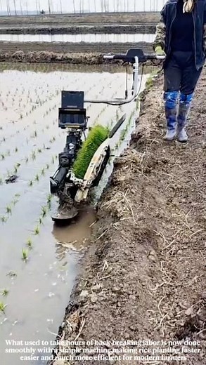 One person controls entire rice field planting efficiency doubled #work #farming