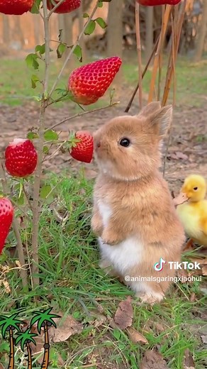 Adorable Bunny Eating Strawberries Video