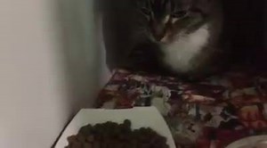 50 reactions · 42 shares | ***LAST CALL - SPACE!!! Ms. Kitty can be...