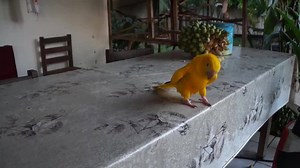 5.1M views · 6.2K reactions | Amazing! Must Watch <3 | PET Paradise | Facebook