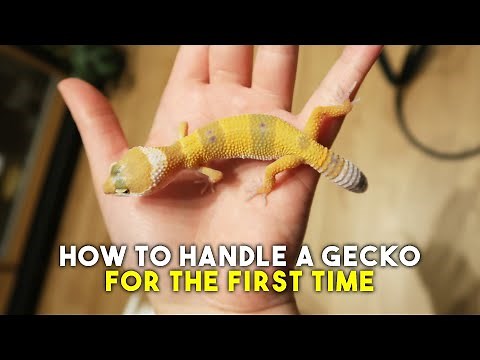 Leopard Gecko Scared Of You? | How To Approach & Handle Your Pet