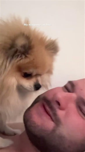 #minipomeranian #doglove #pomeranian Compilation with my dog #dog #dogshorts