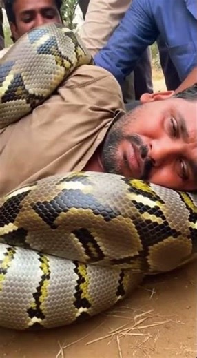 Giant Python Attacks Man in Village | Breath-Stopping Rescue Footage