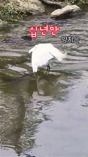 십년만 #양지은 양지은노래 신곡 구독&좋아요 #스타일스타