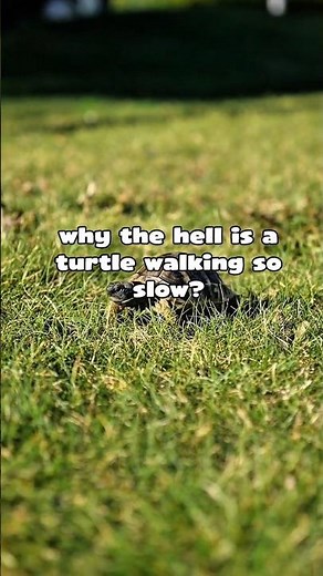 Why Are Turtles So Slow? 🐢#animalfacts #animals #shorts