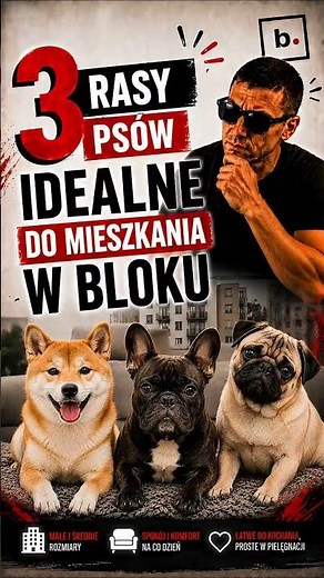 3 idealne rasy psów do bloku #bichonfries #cavalierkingcharlesspaniel #greyhound #piesdobloku #behav