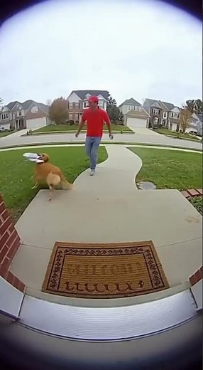 Sneaky Dog Steals Pizza from Delivery Guy! #DogPizzaTheft #FunnyDogs