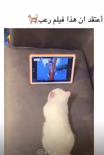 ‏#حلبية_وافتخر #سورية🇸🇾 #المدينة_المنورة #اكسبلور #fypシ #foryou #