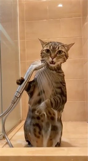 This Tabby Cat Washes Itself Like a Human… No Help Needed 🛁🐱