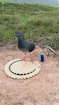 Amazing DIY Pigeon Bird Trap #camping #outdoors #bushcraft