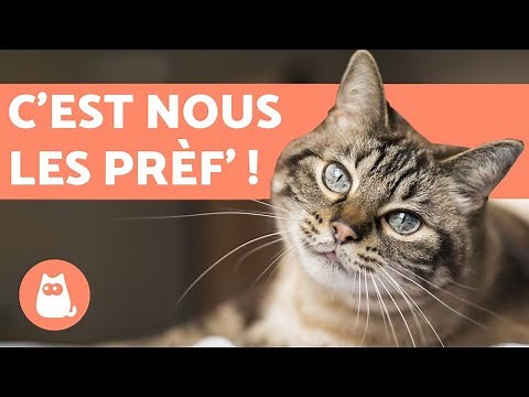 TOP 10 Most Popular Cat Breeds in the World