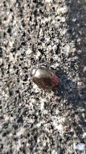 Red triangle slug #insect