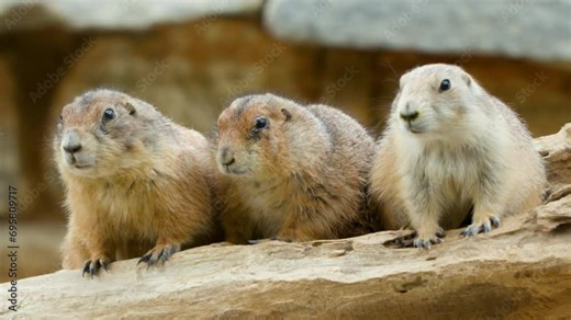 Three Black Tailed Prairie Dogs in captivity sit motionless and alert on rock.