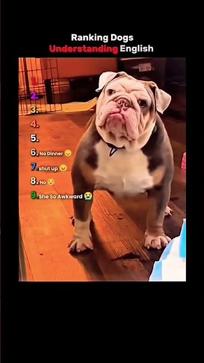 Ranking dogs understanding english