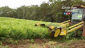 #Australia : Modern Ginger Processing Factory - Ginger Harvest Machine 现代生姜加工厂 - 生姜收获机 #生姜 #ginger #ขิง | Tina Do