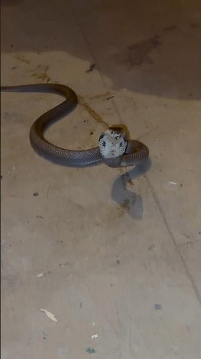 Venomous little noodle #cobra #snake #animals #animal #pet #pets #reptiles #shorts #explore #fyp