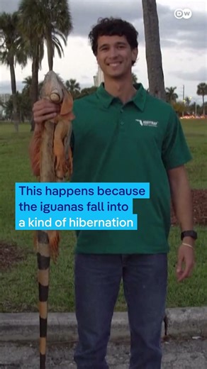 Cold-stunned Florida Iguanas fall from trees | DW News