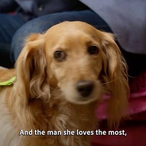 222K views · 1.1K reactions | Fearful Betty faces her toughest challenge yet  #cockerspaniel #dogtraining #dogvideos #rescuedog | Dogs Behaving Very Badly | Facebook