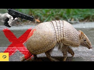 Why You Can’t Kill an Armadillo With a Gun