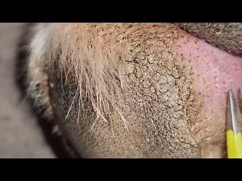 Impacted hair follicles/ When did you last worm your pet?