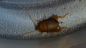 Why ant crickets live inside ant colonies without being killed