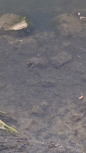 Sightings of 2 softshell turtles in Ballili River on May 20, 2025 beside the BSU oval parking area. #SaLaTrinidad #LaTrinidadBenguet #baliliriver | Living Gifts Nursery