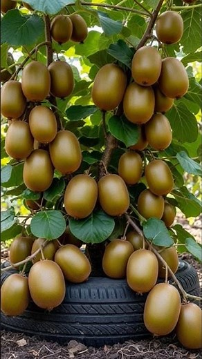 Easy and fast method how to plant and grow kiwi fruit trees #garden #fruits #nature