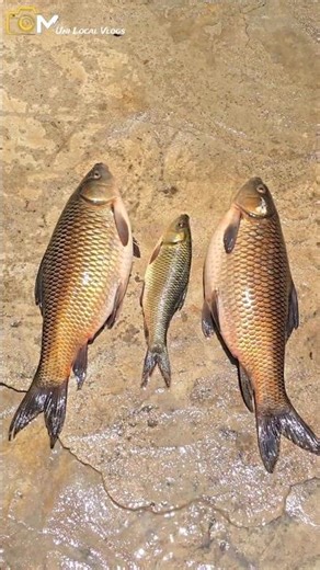 Bought big fish and found only roe inside || Fish Cutting || 🐠🐠🐠
