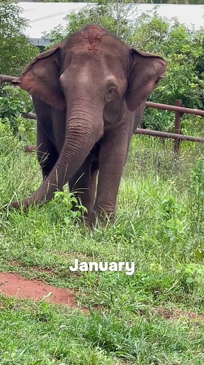 Another year in the books at Elephant Sanctuary Brazil ❤️🐘 2023 was a year of watching relationships grow and flourish as the sanctuary residents explored new habitats, boundaries, and friendships with one another. We're grateful for the constant support through the ups-and-downs and for those of you who have stuck with us as we continue to share the daily lives of these magnificent animals. We're wishing everyone a happy new year as we patiently wait to ring in 2024! #elephant #elefante #eleph