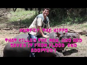 Humphrey hippo kills owner