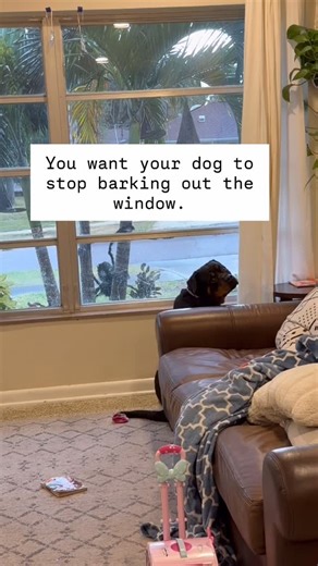 You want your dog to stop barking out the window. How many times have you rewarded your dog for looking out the window and NOT barking. BEFORE they start barking. Probably not enough. Follow @dogtastictraining for more training tips Free downloads on our website. #dogtraining #dogs #dogtrainer #training #trainingtips #dogtrainingtips #dogsofinstagram #explorepage #explorepageready #reeloftheday #puppiesofinstagram #pupsofinstagram #rottweiler #rottiesofinstagram #dogbarking | Dogtastic Training