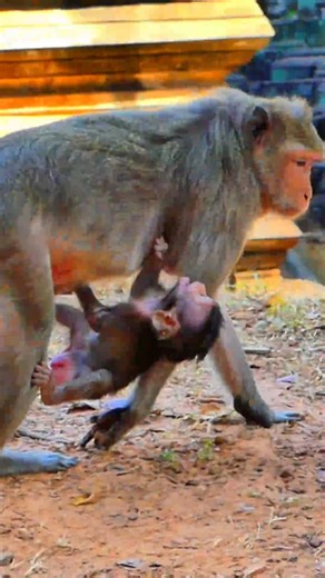 Oops what's happen next on poor adorable baby Julian while mother carrying wrong way like that. | The Angkor Wat Monkeys