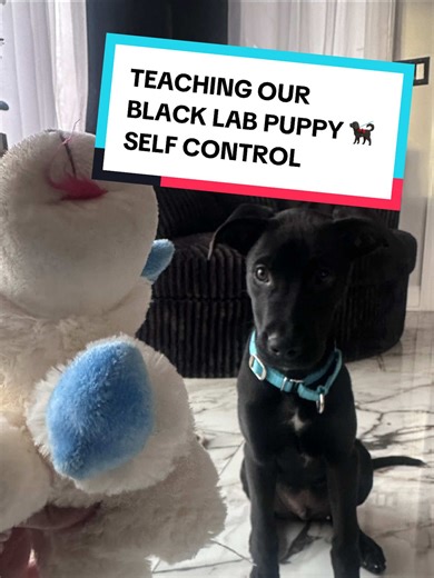 Teaching Self-Control to Our Black Lab Puppy