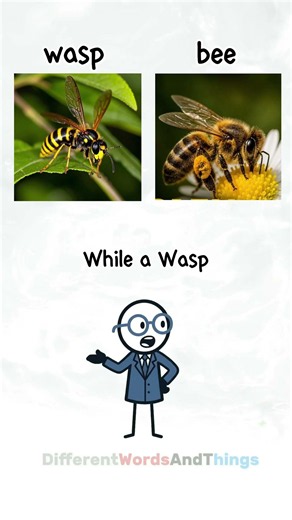 bee and wasp difference #facts #animals #funny #words #vocabulary #learning #english