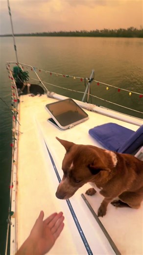 pov: boat dogs #boatlife #sailingonpennies #boatdoglife #sailboatlife #fypシ゚viral