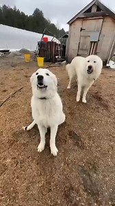 How I Tell My Dogs Apart | Gold Shaw Farm