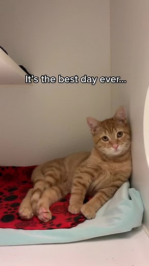 ADOPTION UPDATE 😻😭😻 #adoptdontshop #catsoftiktok #cat #kitten #orangecat #tortie #forever #friends #bff #cute #family #lovestory #fyp #cats #ct