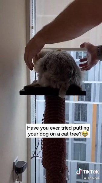 Hilarious Dog vs Cat Tree Moments | Funny Compilation 🐶🐱