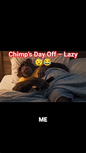 Funny Chimpanzee Moments That Will Make You Laugh and Relate #chimpanzeetour#shorts #FunnyChimpanzee