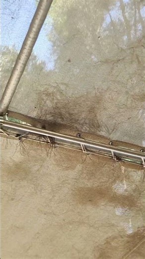 Tatsu flying coaster Off-Ride shot from Queue Shades Six Flags magic mountain California (11/1/2025)