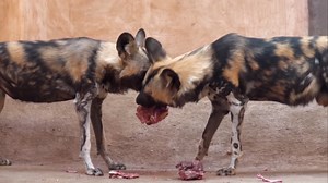 This ancient predator has a 97% kill rate - and it hunts in mid-air