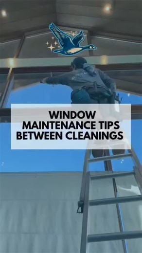 Window Maintenance Tips Between Cleanings Want to keep your windows looking their best between professional cleanings? Here are a few simple tips to help maintain that streak-free shine: 🔹 Dust the sills & tracks regularly Use a vacuum or microfiber cloth to remove dust and debris from the window sills and tracks. It keeps your windows operating smoothly and prevents buildup. 🔹 Spot clean fingerprints & smudges Keep a soft cloth or window-safe wipes handy to quickly clean fingerprints, pet nos