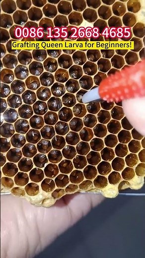 How to Grafting Queen Larvae for Beginners