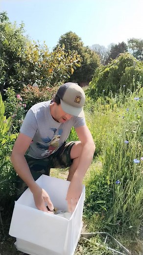 3.7K views · 83 reactions | The UK's largest resident Hawk-moth. | Get Wild | Facebook