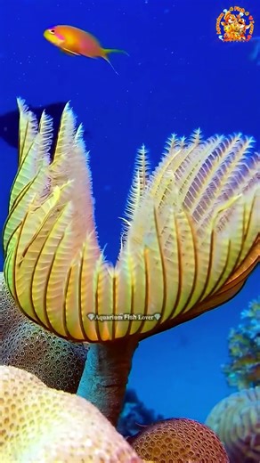 Tube Worms #TubeWorms #DeepSea #HydrothermalVent #MarineBiology #AmazingNature #Ocean #Wildlife