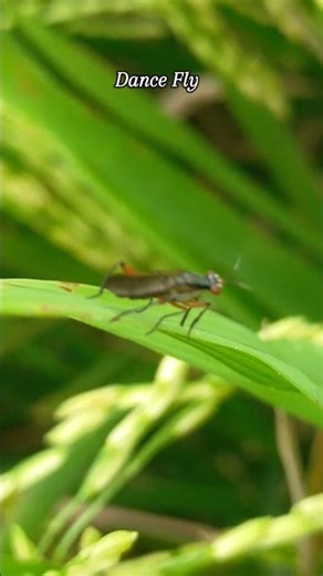 The eyes often have an incision (notch) at the level of the antennae #insects