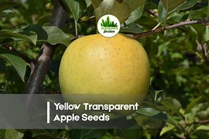 25 Yellow Transparent Apple Seeds - Etsy